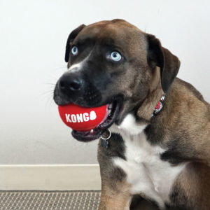 KONG Signature Sport Balls - Large