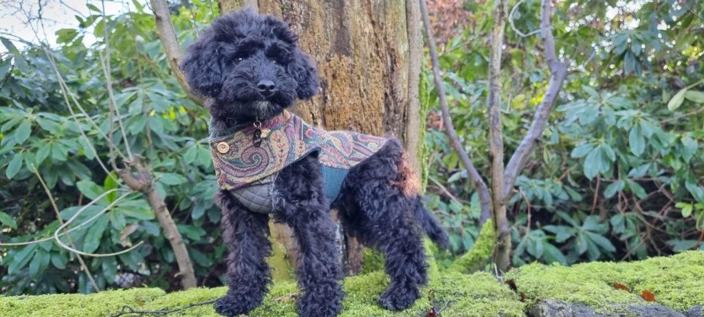 A range of puppy products from hoofsandpaws