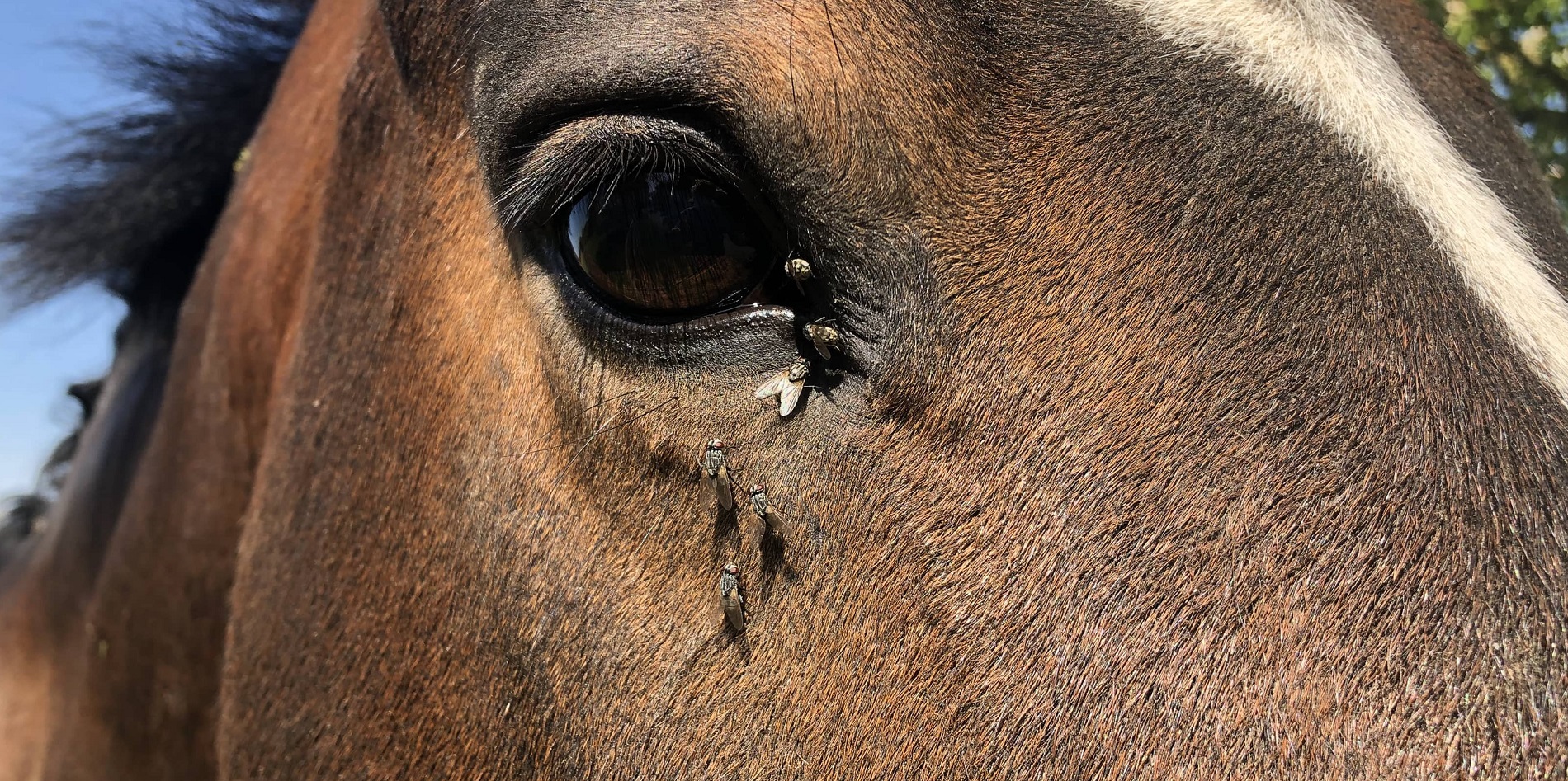 horse fly control products from hoofsandpaws