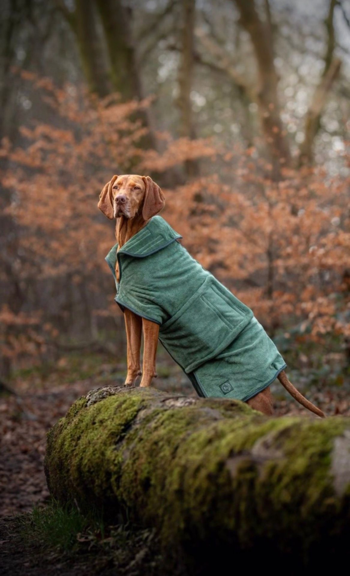 Drying Robe Chive Dog Coats Drying Robe Chive
