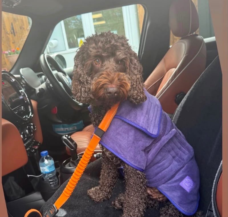 Stellar Drying Robe – Cassis Dog Stellar Drying Robe - Cassis