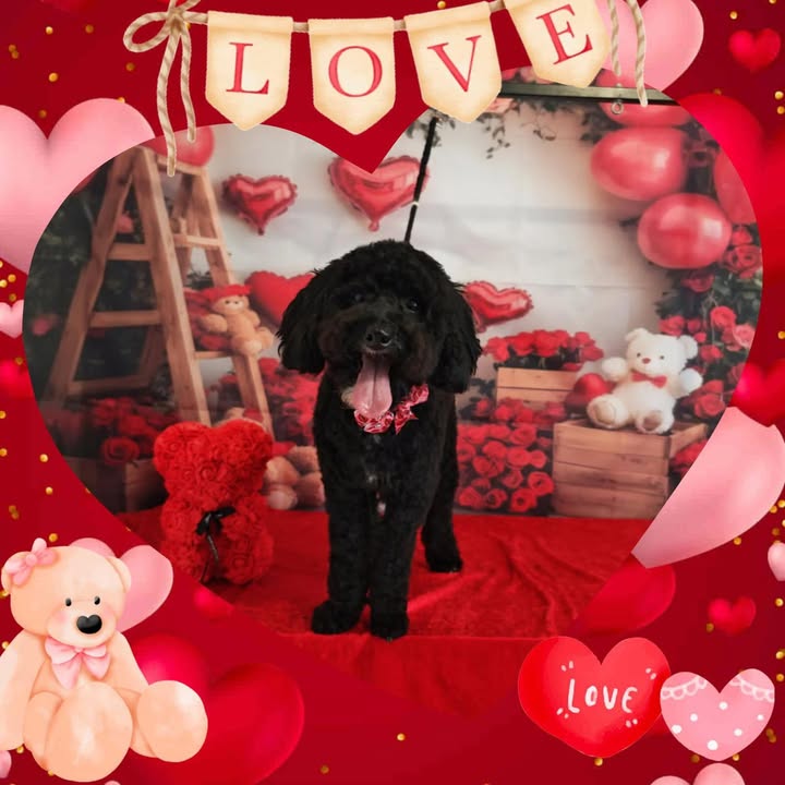 HoofsandPaws - Food4Paws