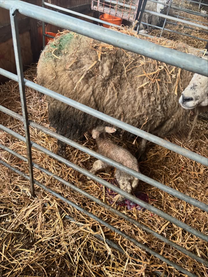 HoofsandPaws - Food4Paws