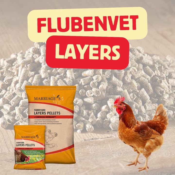 HoofsandPaws - Food4Paws